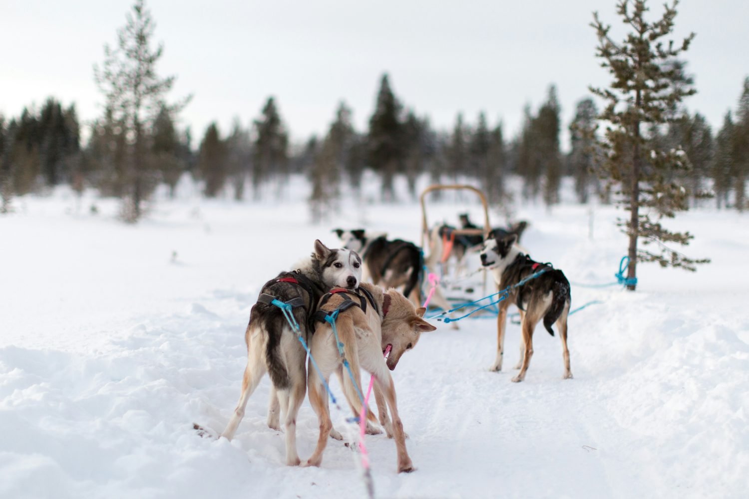 Husky-slederijden-Les-Carroz-Haute-Savoie