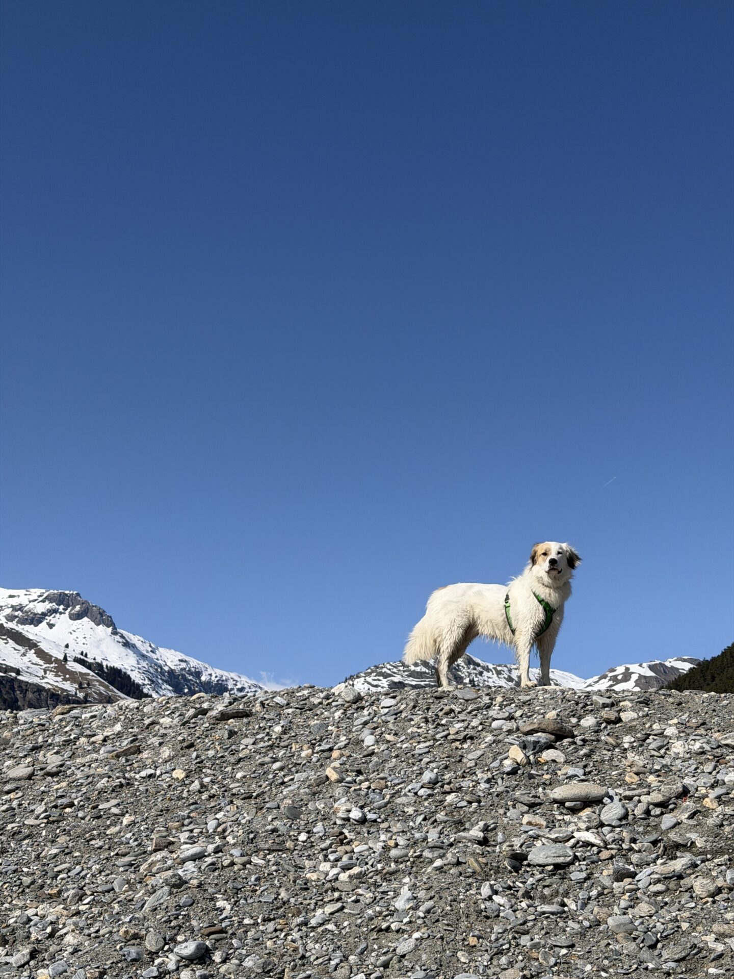 Wandelroutes Met Hond In Val Cenis